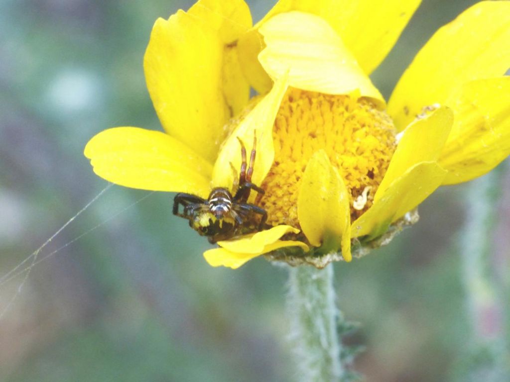 Synema globosum: accoppiamento